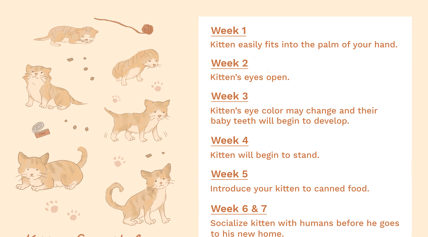 Kitten Development in the First Six Weeks of Life