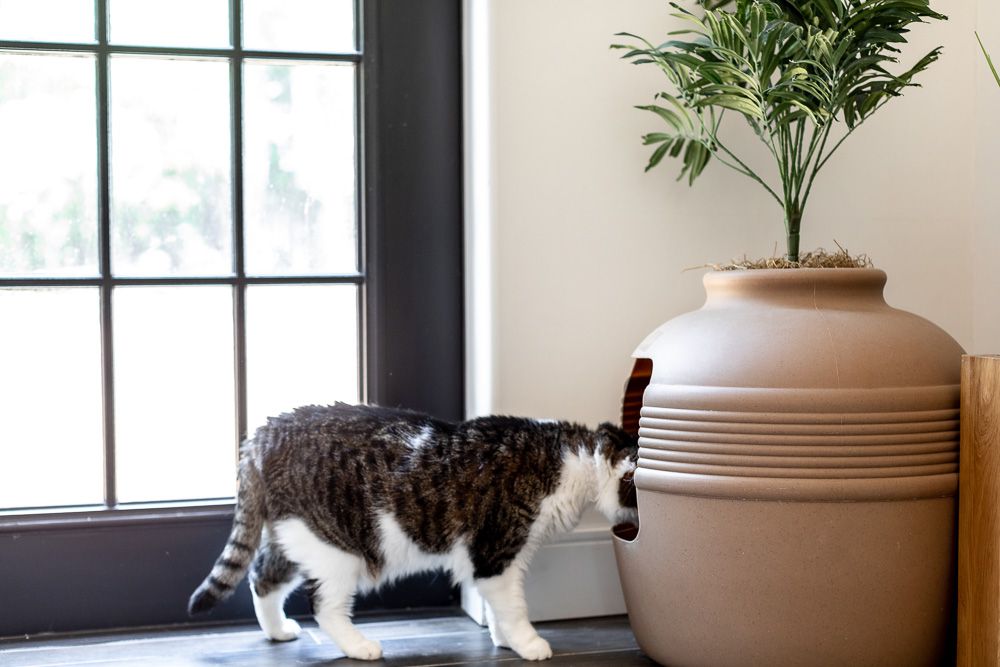 Perfect Spot! Where to Place Your Cat's Litter Box