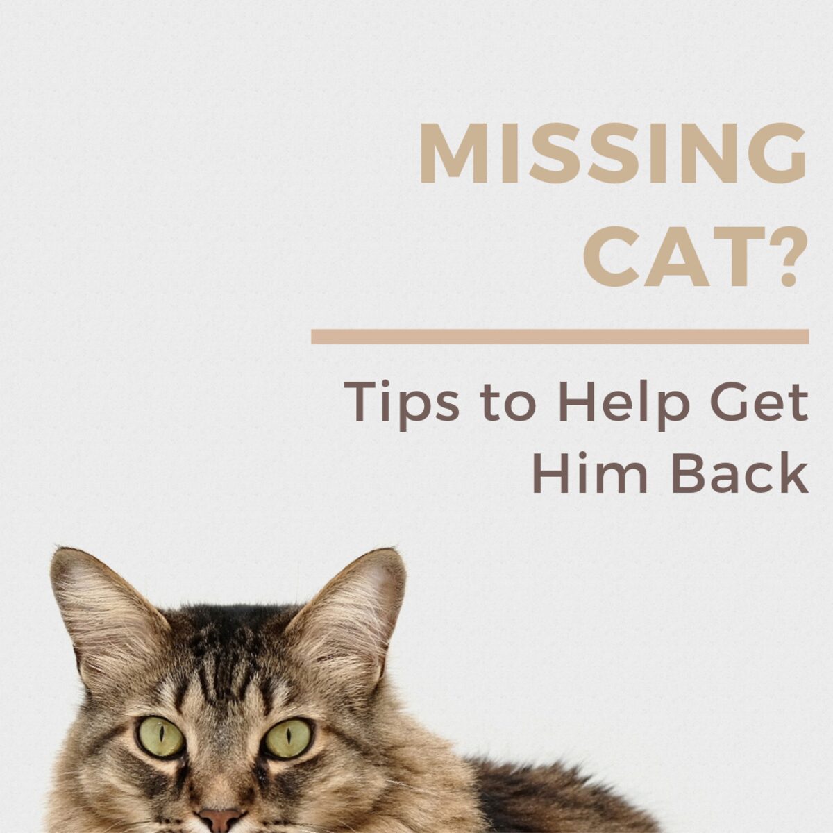 Lost Heart: Steps to Take if Your Cat Goes Missing