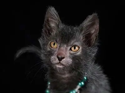 Lykoi Wonders: All About This Unique Cat Breed & Its Care