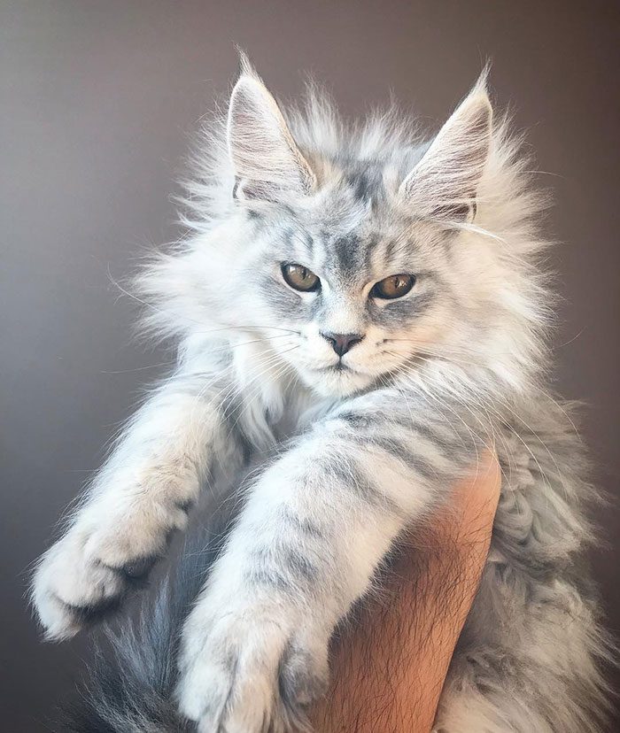 Maine Coon Moments: Adorable Cats and Kittens Gallery