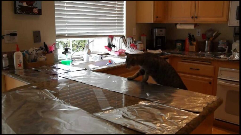 Aluminium Foil Fun: Can It Keep Cats Off Your Counters?