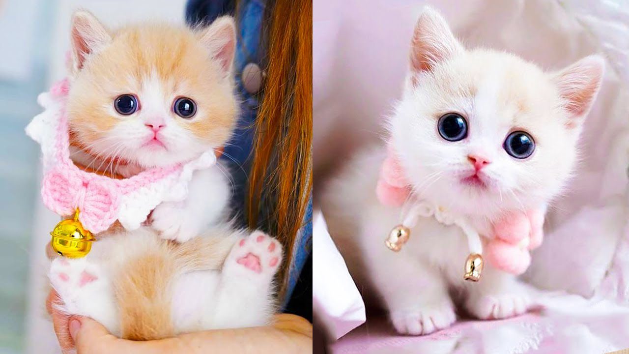 Just Like a Baby: Cute Cat Moments We All Know