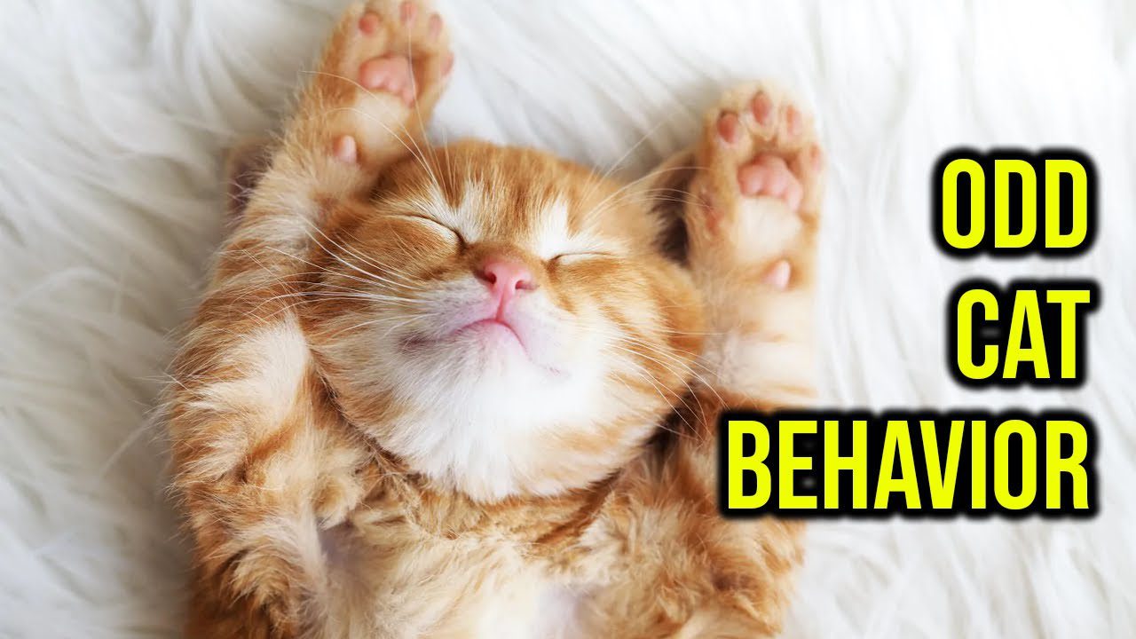 Weird Whiskers: Unraveling Bizarre Cat Behaviors