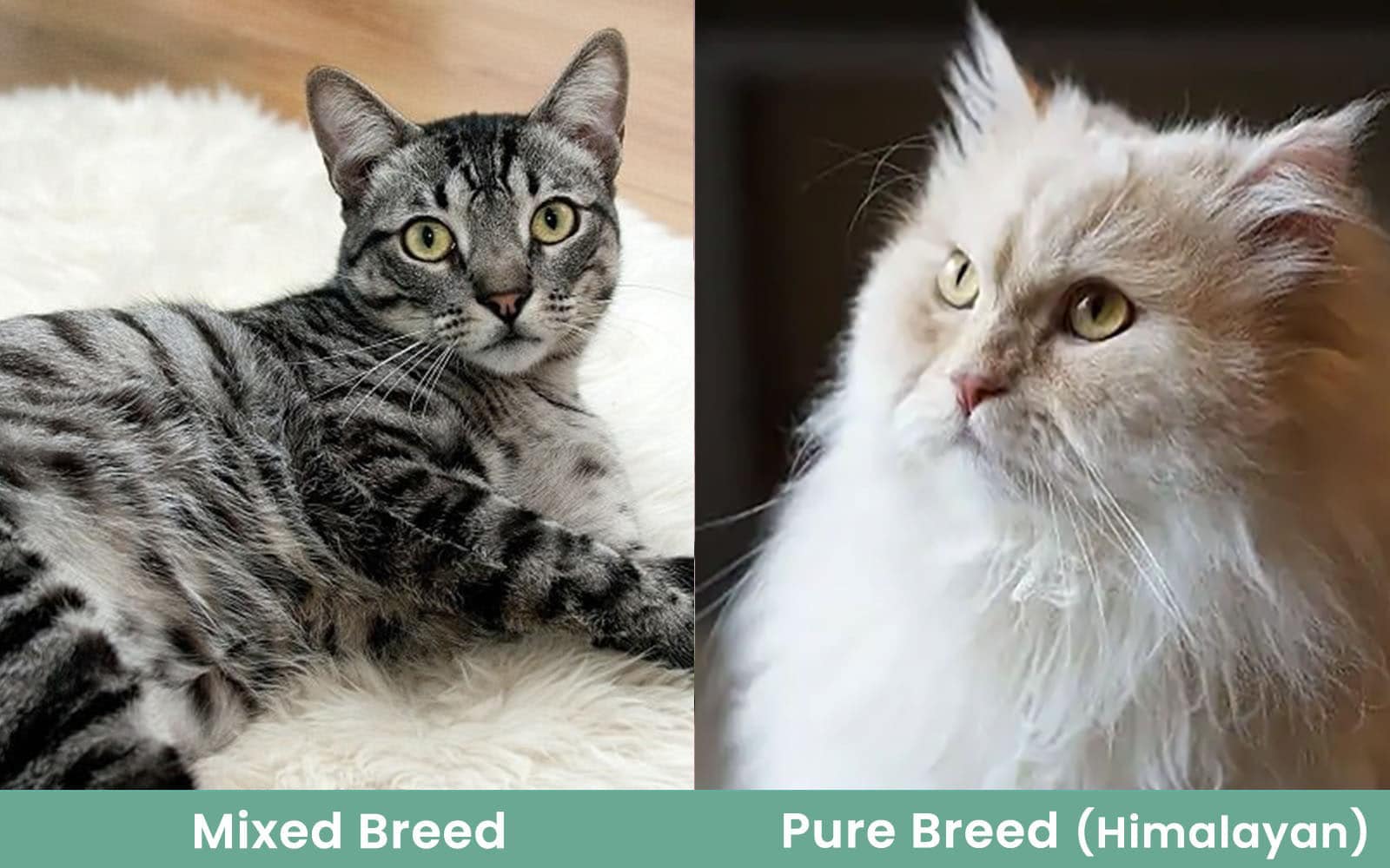 Pure or Not? Tips to Identify if Your Cat is a Purebred