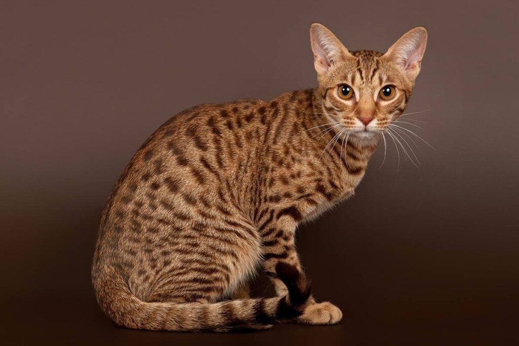 Ocicat Cats: A Perfect Blend of Spots and Grace