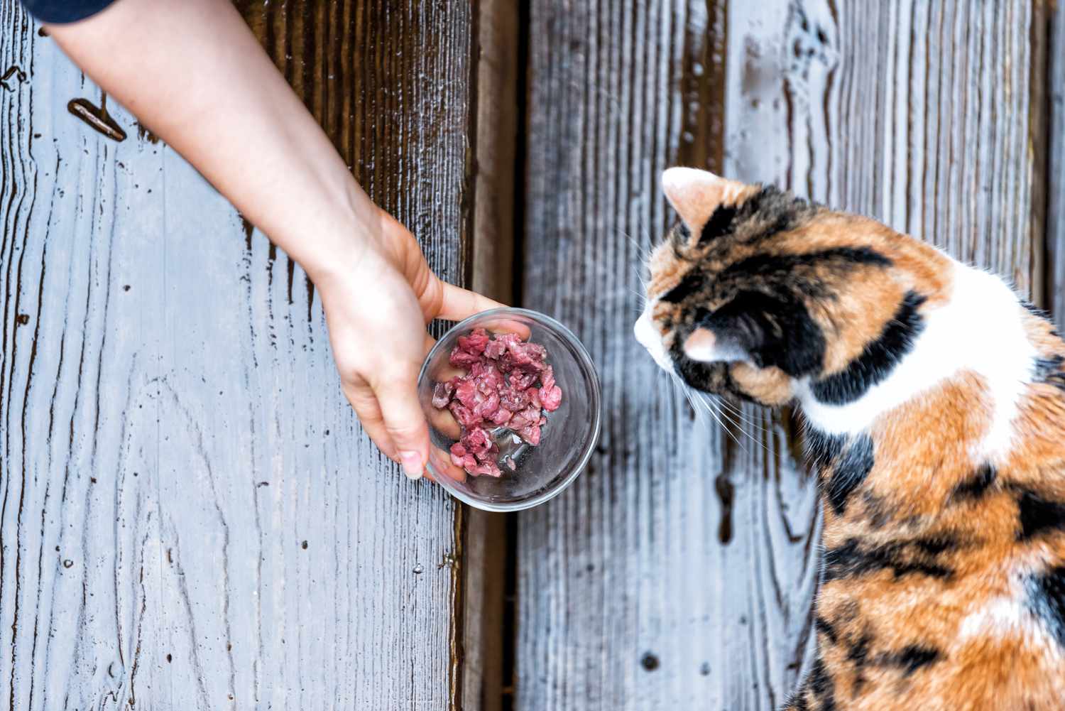 Lost and Found: Feeding a Stray Cat the Right Way