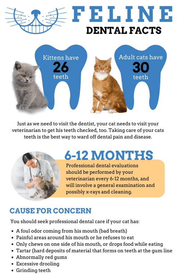 What You Should Know About Kitten Teeth and Dental Care