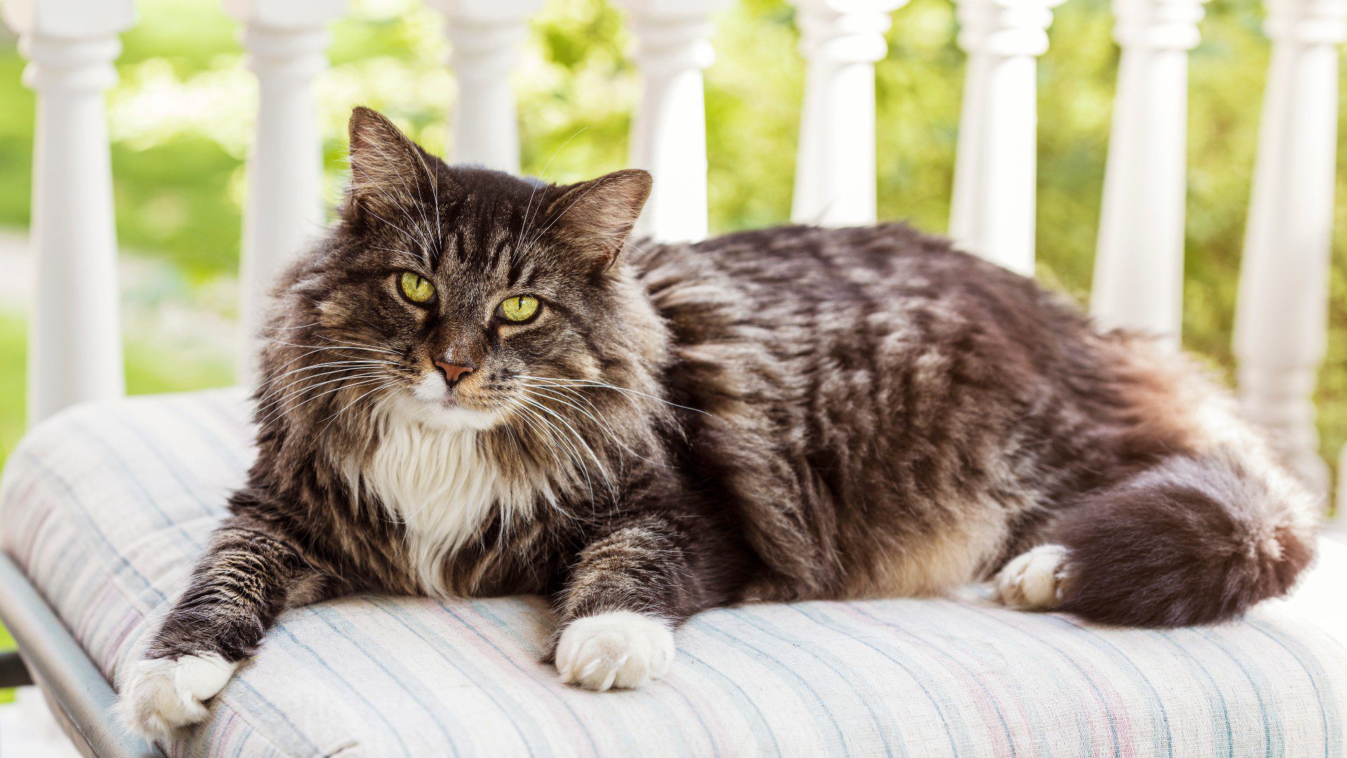 Chill Vibes: Calmest Cat Breeds for Easygoing Homes