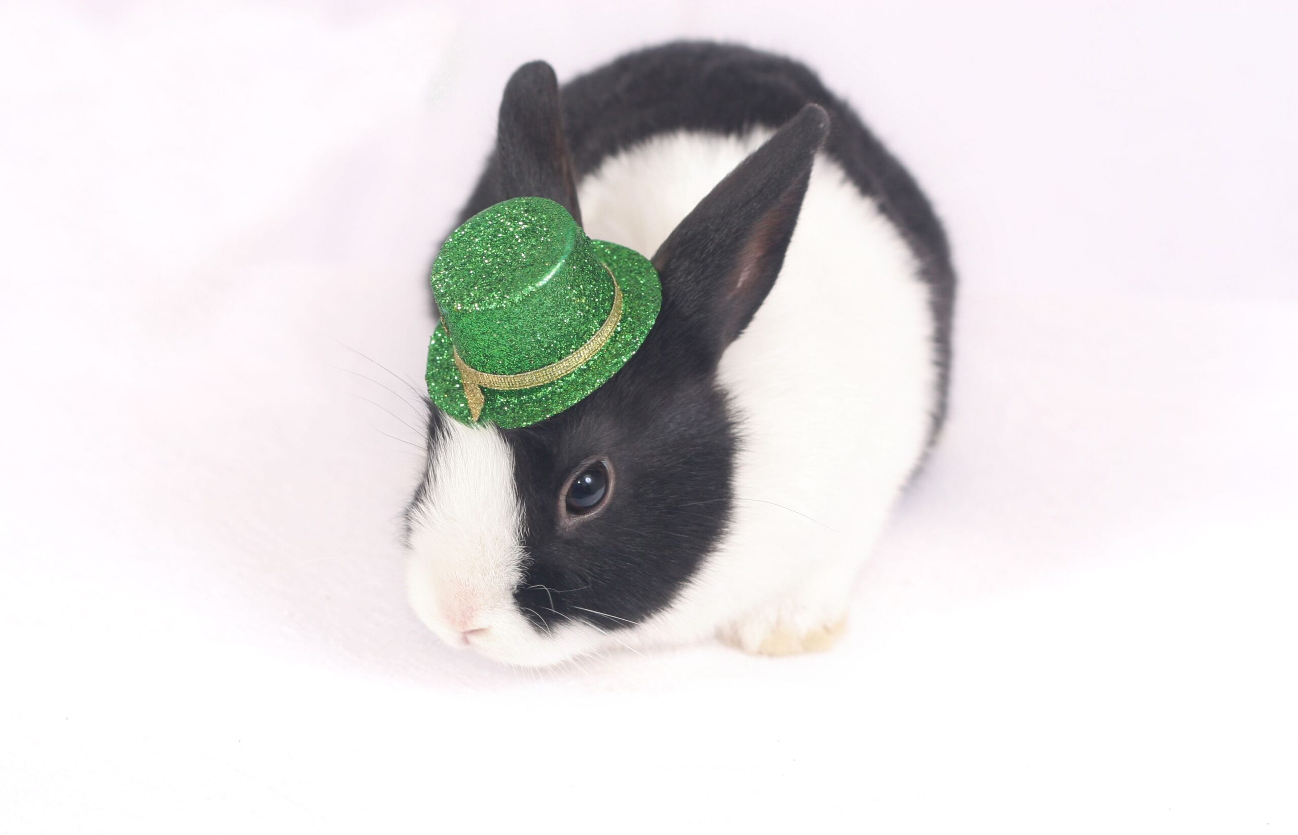6 Ways To Celebrate Your Pets on St. Patrick's Day