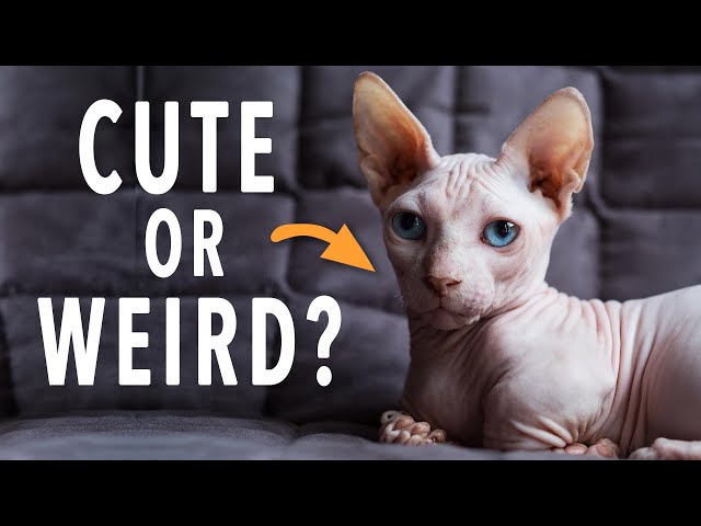 Discover the Buzz: Popular Hairless Cat Breeds