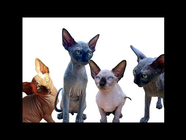 Sphynx Showcase: Adorable and Unforgettable Cats