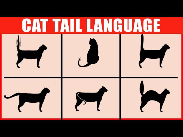 Tail Tales: The Secrets Behind Cat Tail Wags