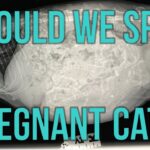 Video Thumbnail: Should We Spay Pregnant Cats?