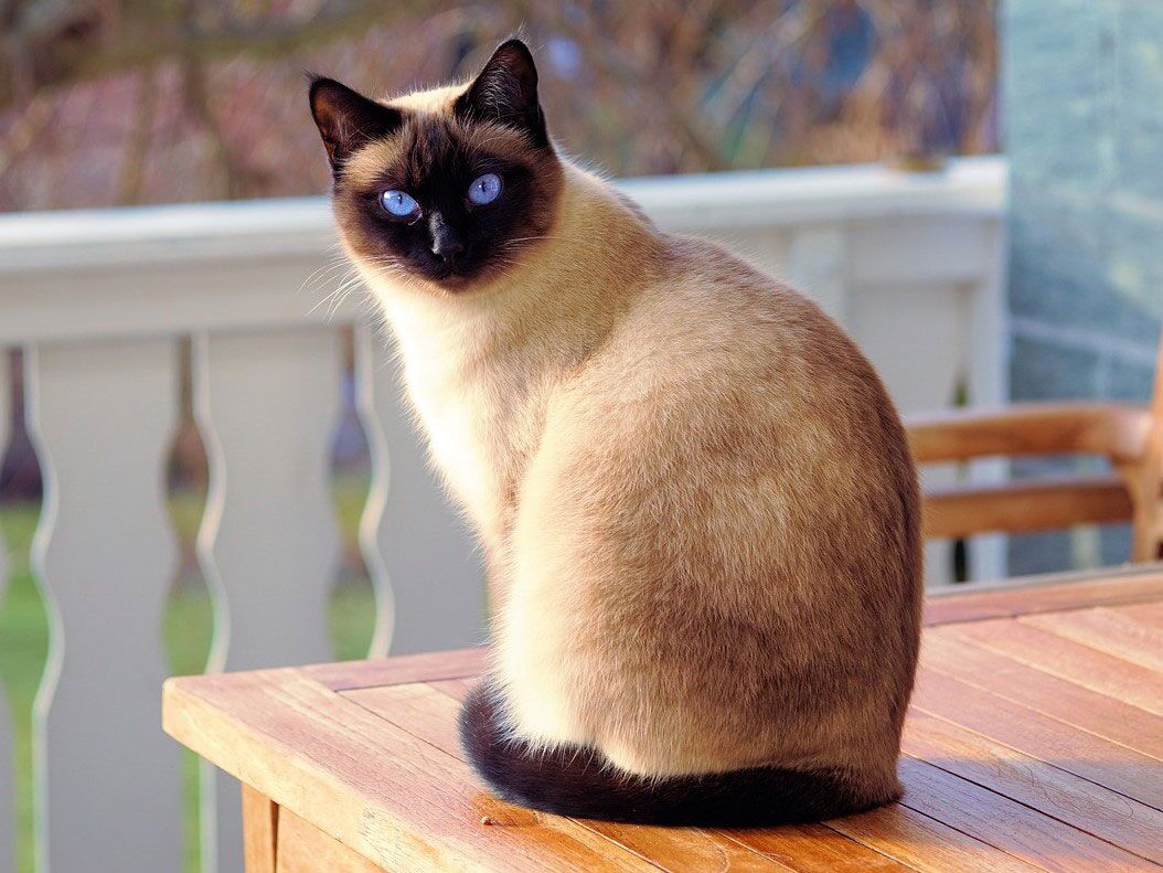 Siamese Cats: Talkative Beauties with a Rich History