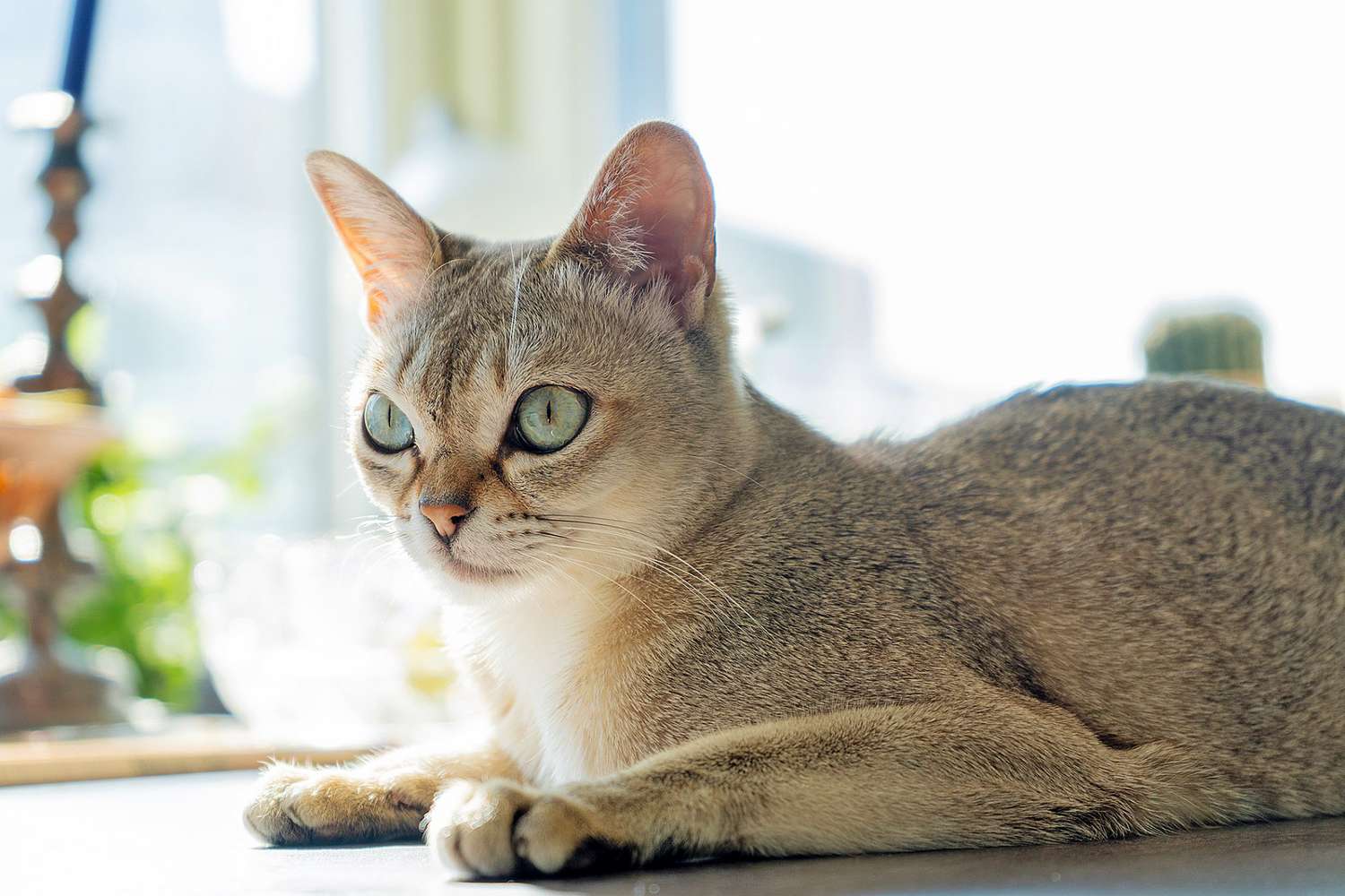Tiny Treasures: Top Petite Cat Breeds to Adore