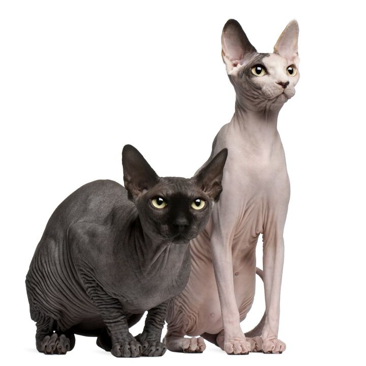 Standout Choices: Best Hairless Cat Breeds for Pet Lovers