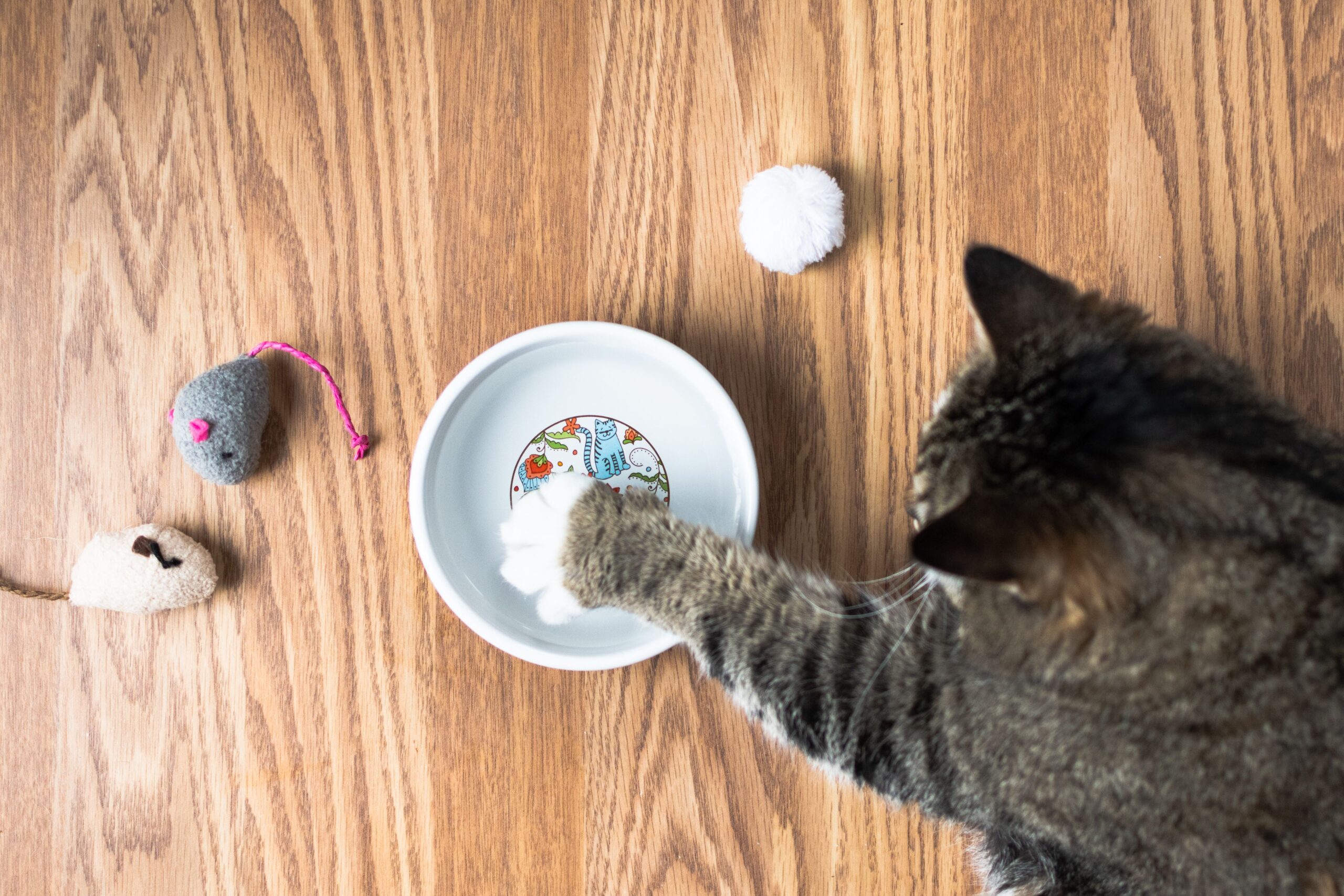 Water Bowl Mysteries: Why Cats Tip Them Over