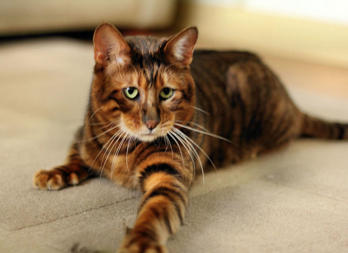 Toyger Cats: Your Home's Very Own Mini Tigers