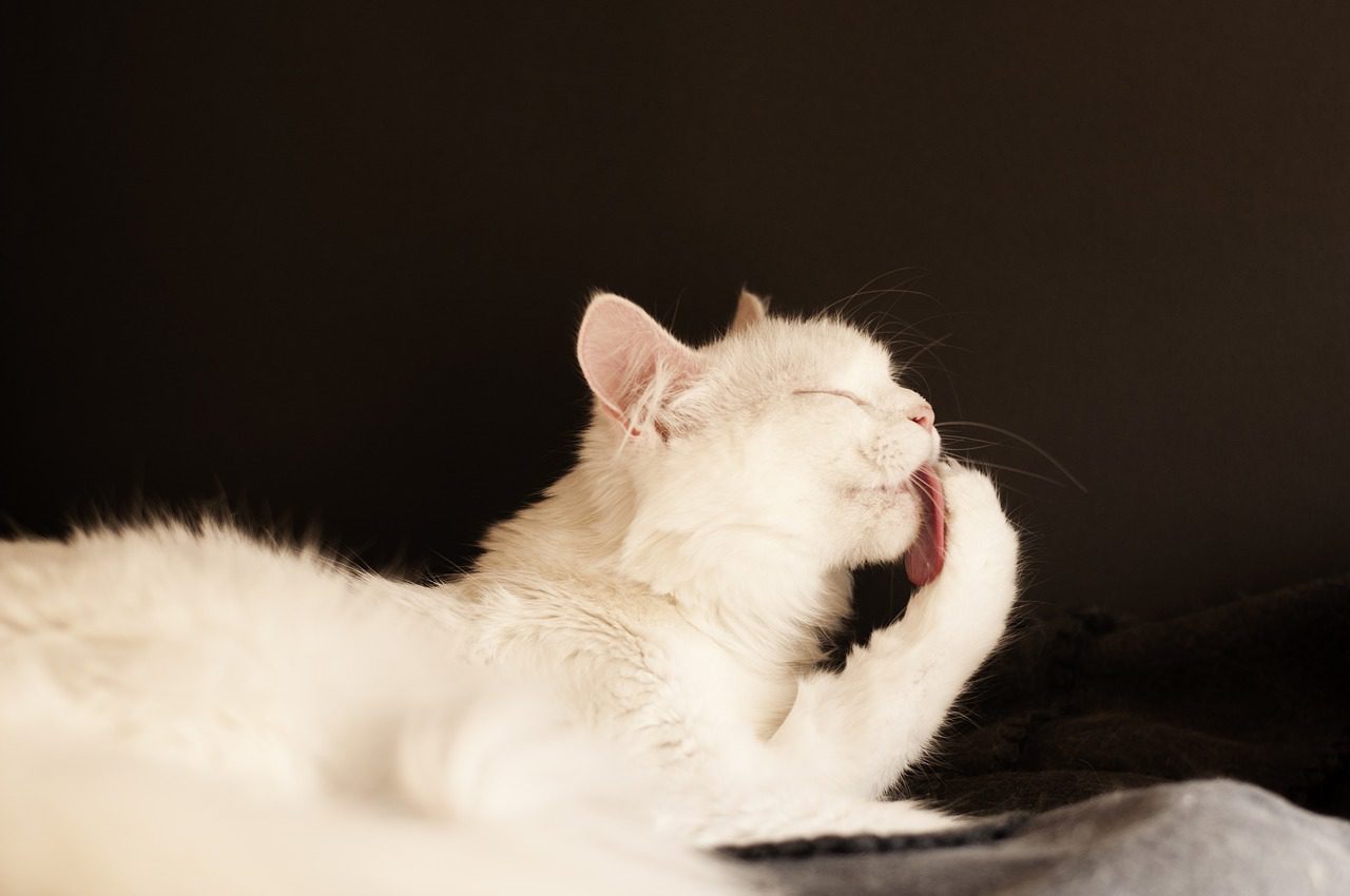 Paw-licking Moments: Cats After meal Rituals