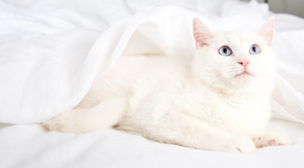 White Cat Wonders