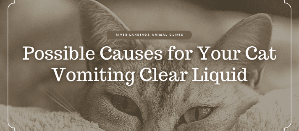Mystery Solved: Why Your Cat Might Be Throwing Up Water