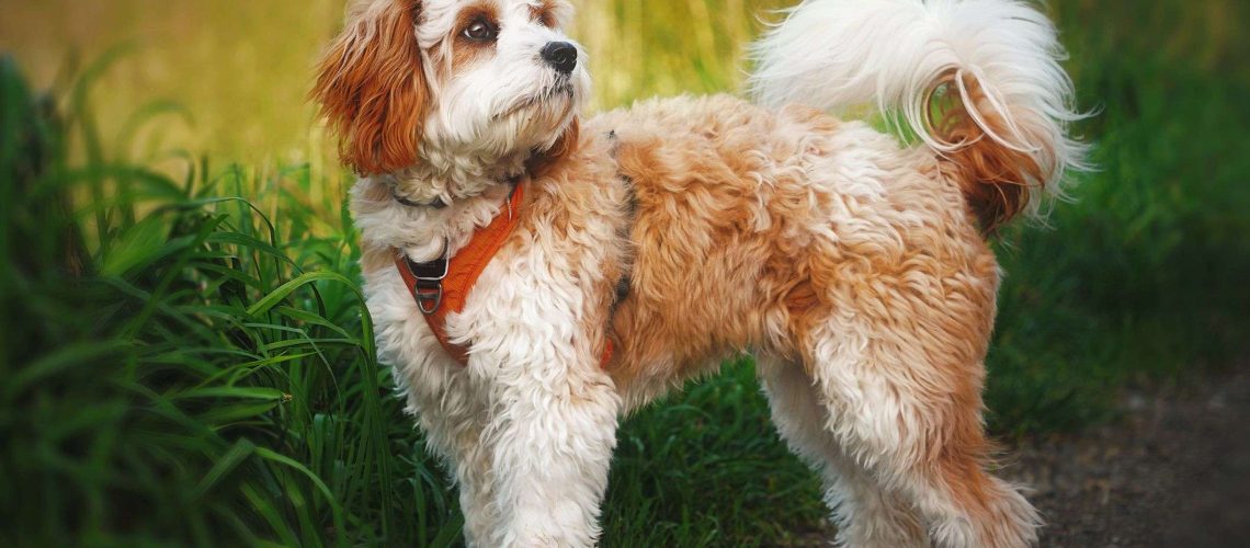 11 Mixed-Breed Dogs for Those Who Can't Decide on Just One Breed-WildCreaturey