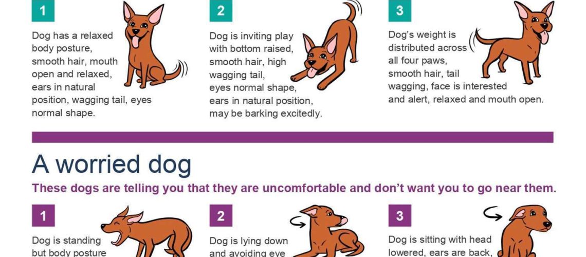 12 Common Dog Behavior Problems and Solutions-WildCreaturey