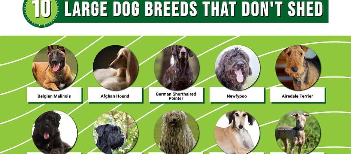 17 Big Dog Breeds That Donâ€™t Shed-WildCreaturey