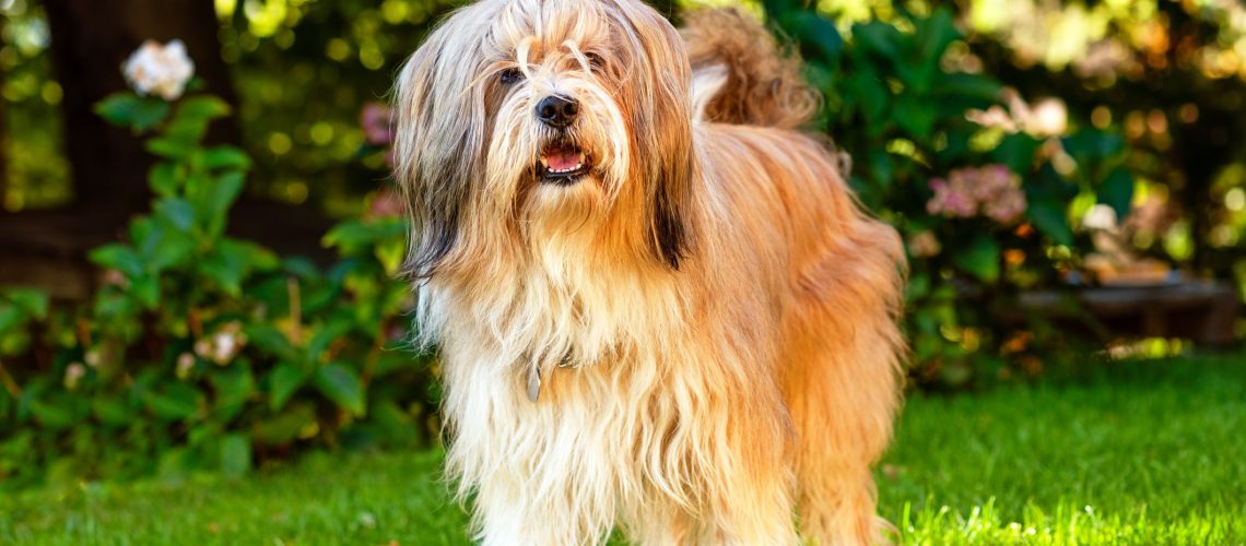 17 Long Hair Dog Breeds With Gorgeous Locks-WildCreaturey