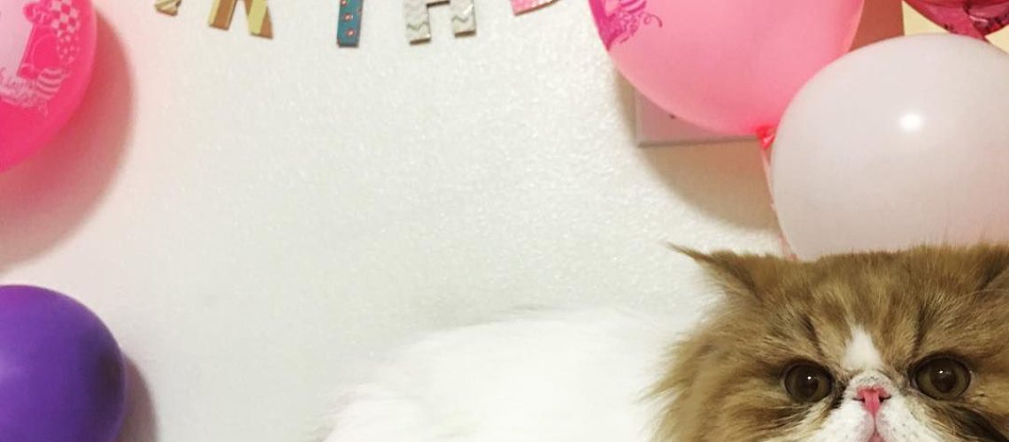8 Fun Ways to Celebrate Your Cat's Birthday