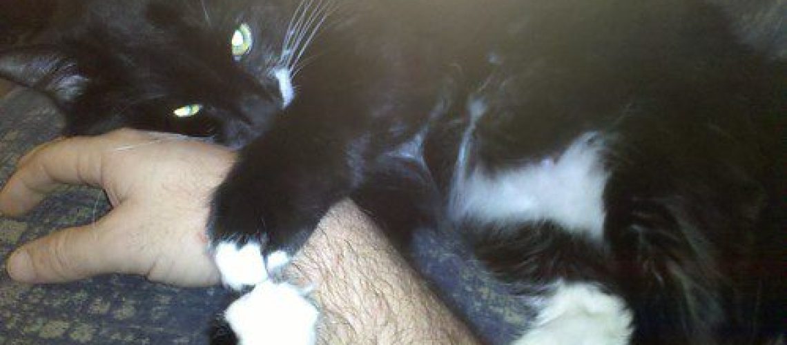 Shadow Paws: My Cat's Everywhere I Go!