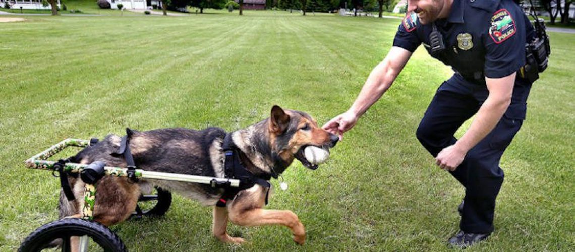 Adopting Retired Police Dogs-WildCreaturey