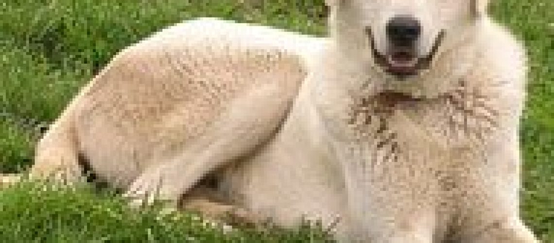 Akbash: Dog Breed Characteristics & Care-WildCreaturey