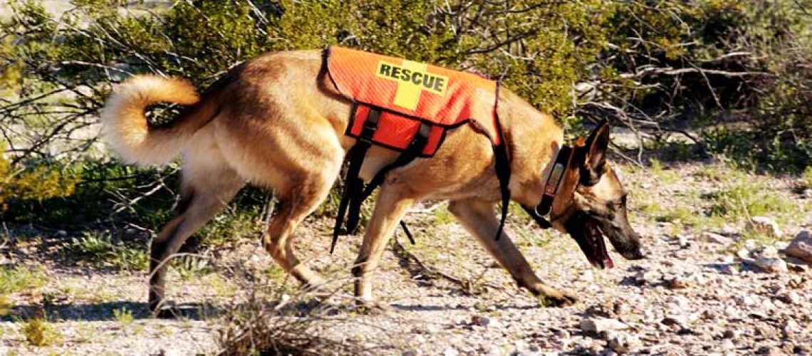 All About Search and Rescue Dogs-WildCreaturey