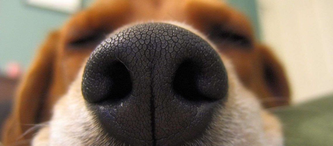 Amazing Facts About a Dogs Sense of Smell-WildCreaturey
