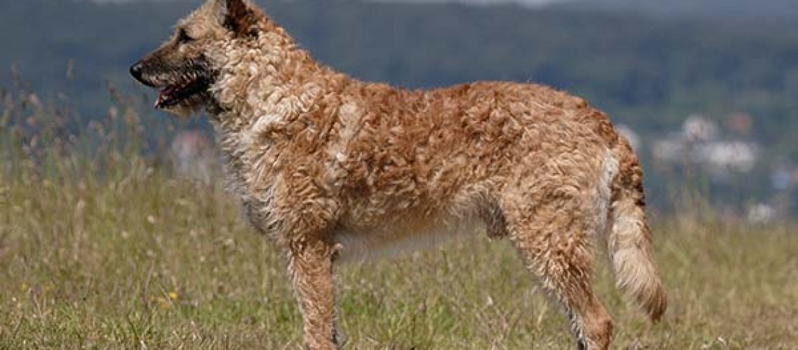 Belgian Laekenois: Dog Breed Characteristics & Care-WildCreaturey