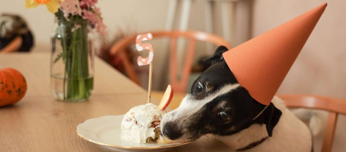 Best Dog Birthday Cake Delivery Services-WildCreaturey