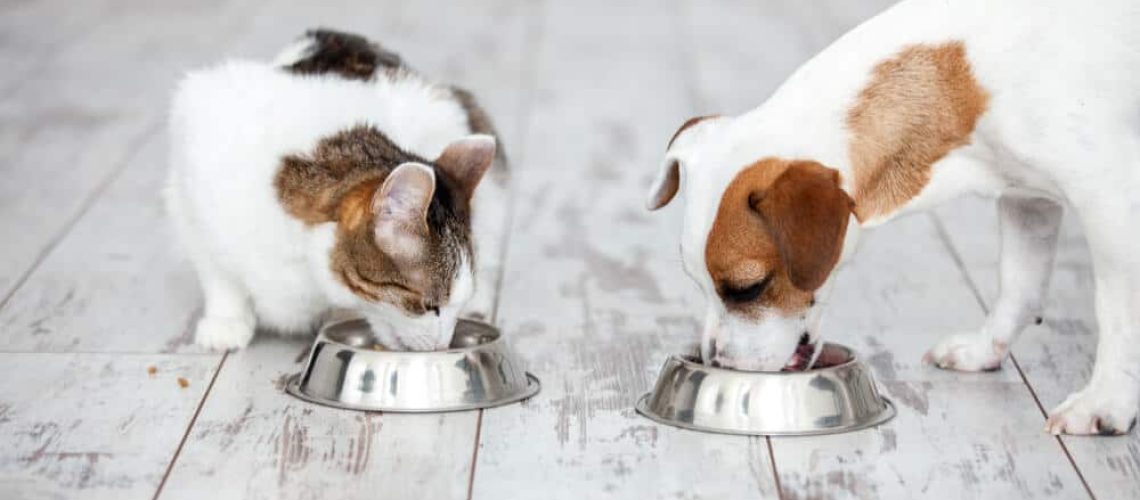 Doggy Dilemma: Should Cats Eat Dog Food?