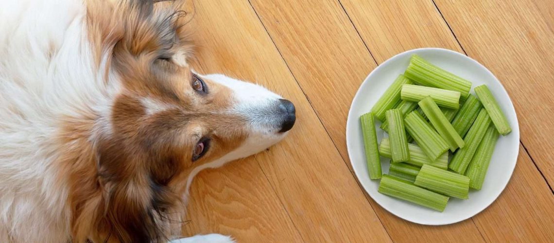 Can Dogs Eat Celery?-WildCreaturey