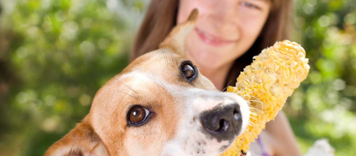 Can Dogs Eat Corn on the Cob?-WildCreaturey