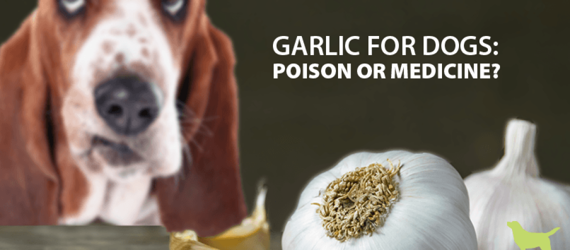 Can Dogs Eat Garlic?-WildCreaturey