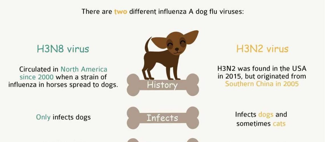 Canine Influenza in Dogs-WildCreaturey