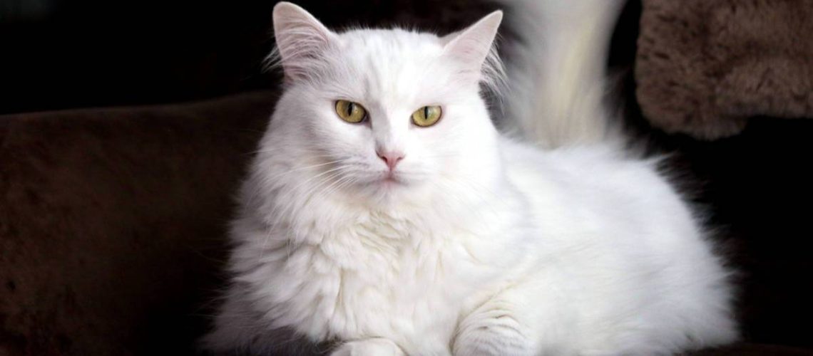 Cat Breeds with Stunning Eyes