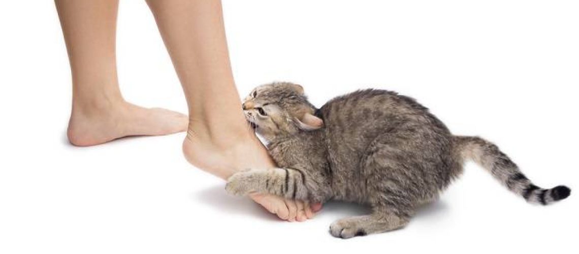 Checking Your Cat's Health from Tail to Toe