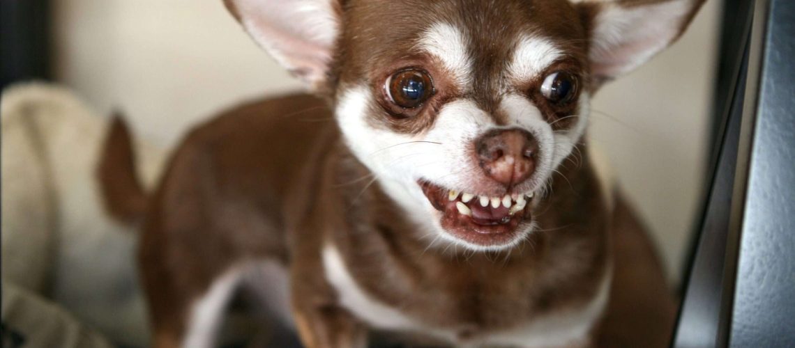 Dog Body Language: Bared Teeth-WildCreaturey