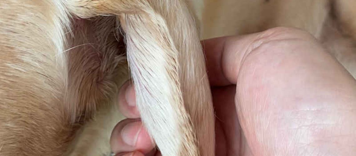 Ear Hematoma: Not Just a Dog's Issue
