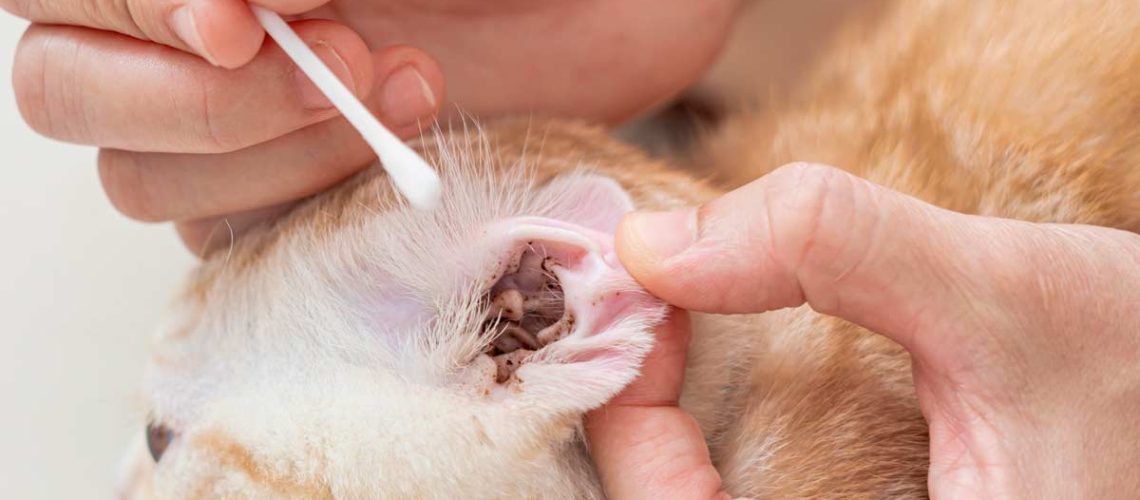 Ear Mites: The Tiny Troublemakers in Cat Ears