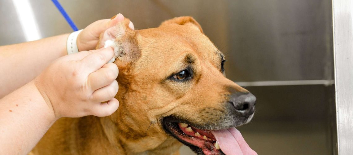 Ear Yeast Infections In Dogs - WildCreaturey