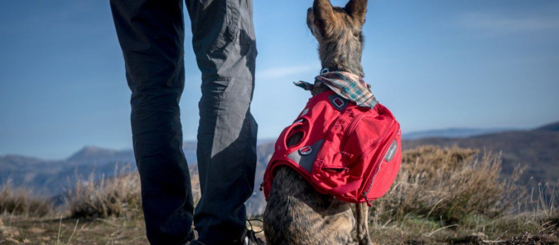 Essential Gear for Dogs-WildCreaturey